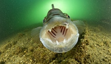 Ta ryba królowała na wigilijnym stole przed karpiem. Zwali ją sprośną