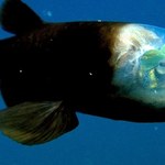 Ta ryba ma przezroczystą głowę. Oczy są w jej wnętrzu