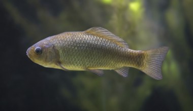 Ta ryba wraca do łask w Polsce. Tańsza od łososia, zachwyciła Chińczyków