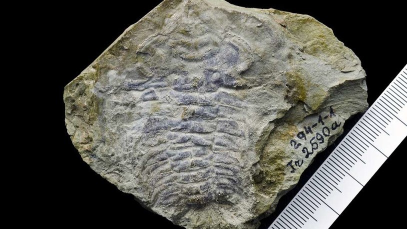 Ta skamieniałość zawiera najstarsze znane nam oko /materiały prasowe