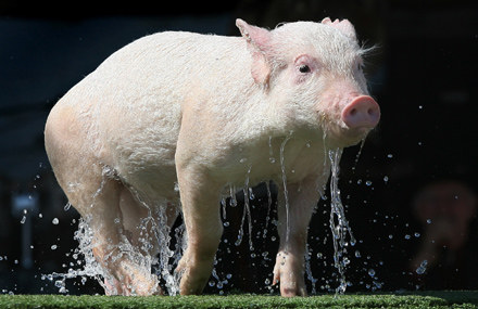 Ta świnka przed chwilą skakała do basenu - Royal Melbourne Show 2006 /AFP