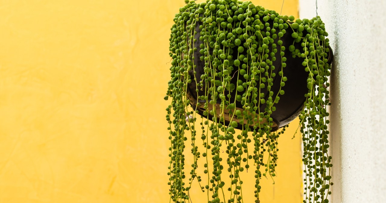 Ta wyjątkowa roślina potrafi pięknie zdobić wnętrza /Pixel