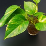 Ta wyjątkowa roślina powinna być w każdym domu. Pełni ważną funkcję