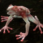 Ta żaba w Baldur's Gate 3 to pułapka. Gracze tracą wszystko