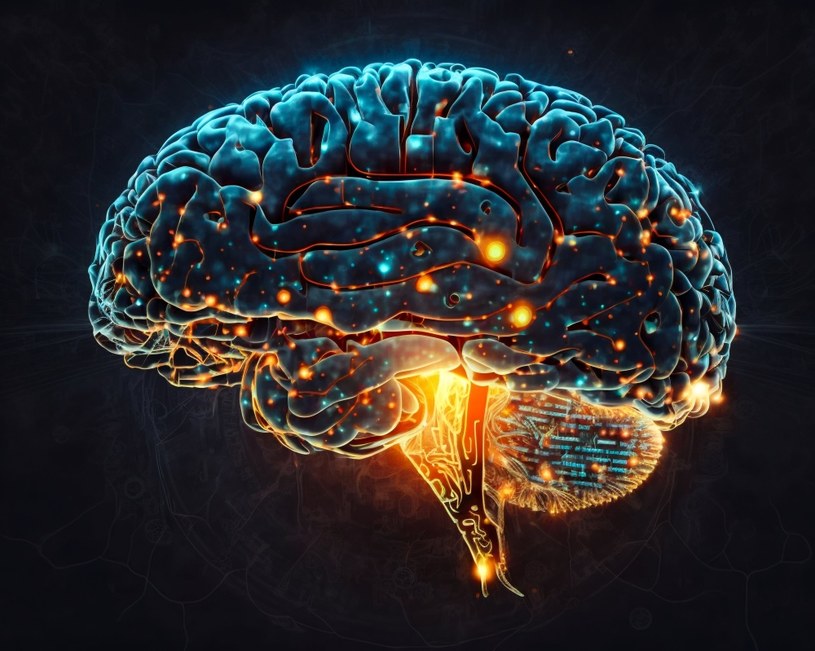 Tajemnica kurczenia się ludzkiego mózgu. Naukowcy są bliżej prawdy?