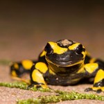 Tajemnica regeneracji salamander rozwiązana