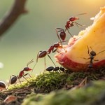 Tajemnica superwęchu mrówek odkryta. Jest jedna zasada