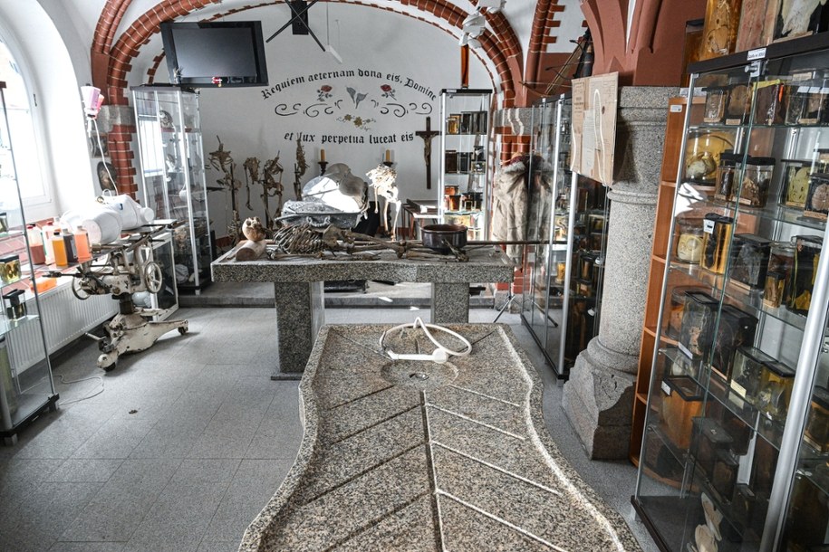 Tajemnice ludzkiego ciała. Niezwykłe Muzeum Medycyny Sądowej we Wrocławiu /Maciej Kulczyński /PAP
