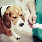 Tajemnicza choroba atakuje psy w USA. Lawinowy przyrost zachorowań