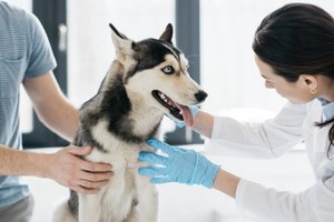 Tajemnicza choroba atakuje psy. Weterynarze rozkładają ręce