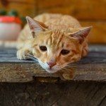 Tajemnicza choroba kotów. Zgłoszenia napływają z całej Polski