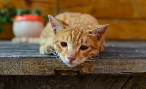 Tajemnicza choroba kotów. Zgłoszenia napływają z całej Polski