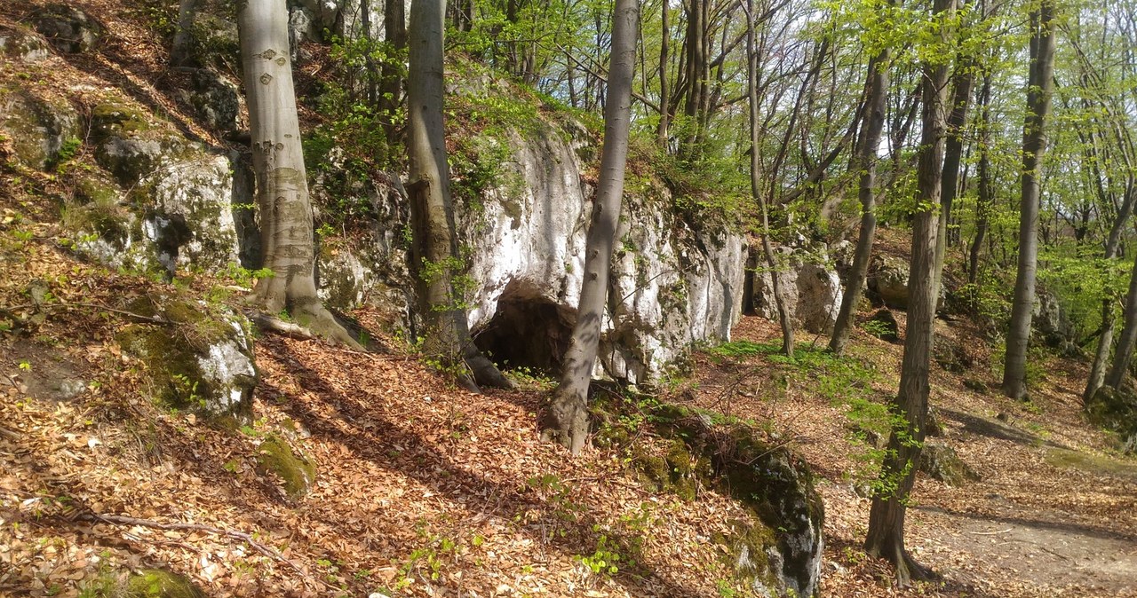 Tajemnicza jaskinia w Małopolsce to gratka dla polskich archeologów. Nowe badania powoli odkrywają jej tajemnice /Witold Mirek /CC BY-SA 4.0