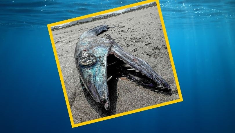 Tajemnicza "ryba kanibal" znaleziona na plaży w Oregonie /Foto: Seaside Aquarium (Facebook)/shutterstock /