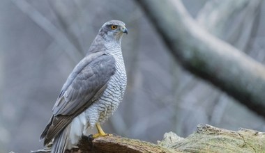 Tajemnicza strażniczka krąży nad parkiem. Mieszkańcy przecierają oczy 