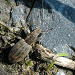 Tajemnicze chrząszcze atakują nad Bałtykiem. "Absolutna plaga!"