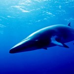 Tajemnicze dźwięki z Rowu Mariańskiego to nieznany gatunek wieloryba?