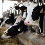 krowa Tajemnicze kradzieże zwierząt w Niemczech. Ślad prowadzi do Polski?