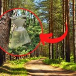 Tajemnicze lejki pojawiły się w polskich lasach. Leśnicy alarmują: nie dotykaj
