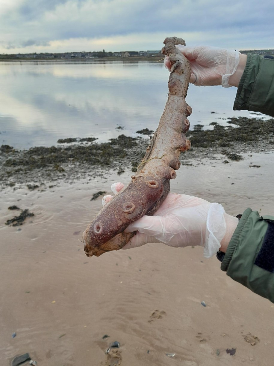 Tajemnicze macki na szkockiej plaży. Sensacyjne odkrycie głębinowej ośmiornicy! /fot: Forvie National Nature Reserve/Facebook /