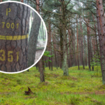 Tajemnicze oznaczenia w polskich lasach. Co się kryje za malunkami na drzewach?