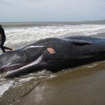 Tajemnicze śmierci wielorybów wyjaśnione