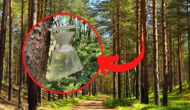 Tajemnicze worki wiszą na drzewach. Leśnicy polują na owada, który może ogołocić sosny