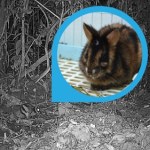 Tajemnicze zwierzę nagrano w Azji. Nic o nim nie wiemy