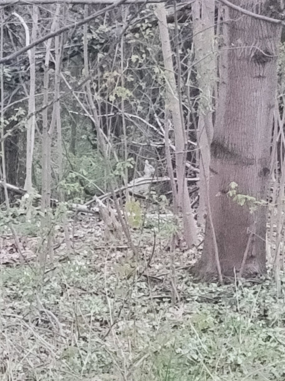 Tajemnicze zwierzę w łódzkim parku /Słuchacz Tomasz /Gorąca Linia RMF FM