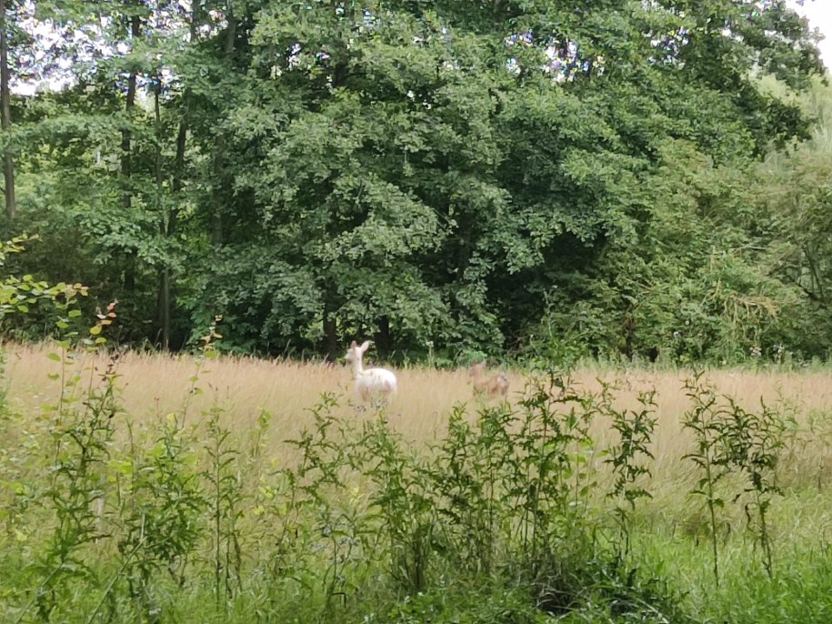 Tajemnicze zwierzę w okolicy Świekatowa /Słuchacz /Gorąca Linia RMF FM