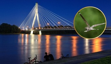 Tajemnicze zwierzęta latają nocą po Warszawie. Co się dzieje?