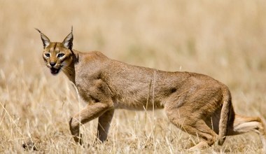 Tajemnicze zwierzęta przemykają w trawie. Mało kto wie, do czego są zdolne