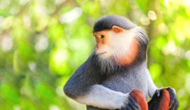 Tajemnicze zwierzęta przetrwały tu po ciężkiej wojnie. Mało kto je zna