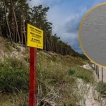 Tajemniczy goście u polskich brzegów. Myśleli, że to morświny. Pomylili się