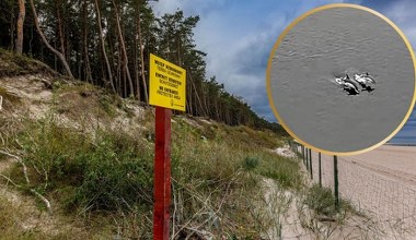 Tajemniczy goście u polskich brzegów. Myśleli, że to morświny. Pomylili się