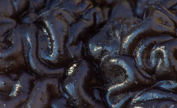 Tajemniczy grzyb, który przypomina ludzki mózg