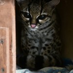 Tajemniczy kot w Polsce. Wkrótce będzie robił niezwykłe rzeczy