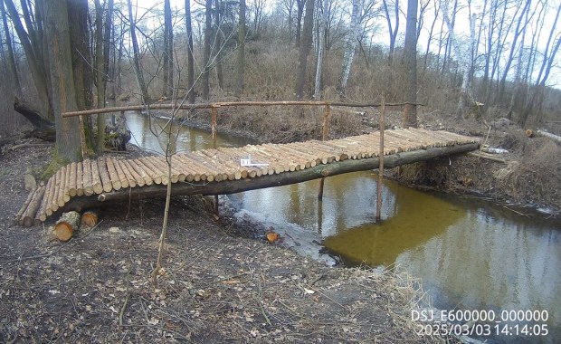 Tajemniczy mostek w puszczy. Kto za tym stoi?