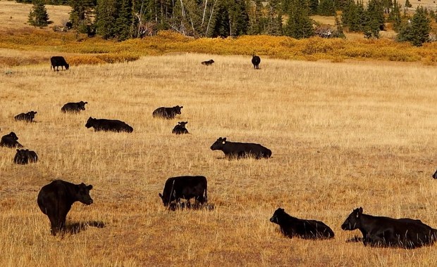 Tajemniczy nabywca gigantycznego rancza ujawniony. Plotkowano, że to Zełenski