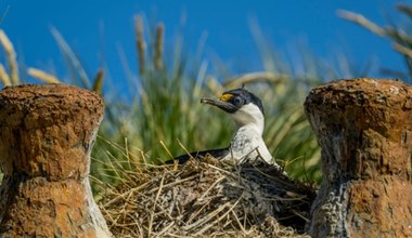 Tajemniczy pomór kormoranów. Znaleziono zwłoki ponad 3,5 tys. ptaków