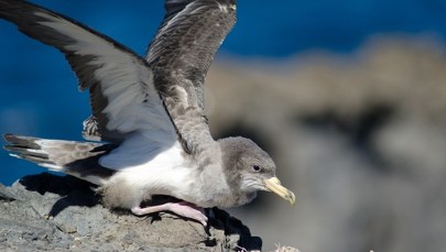 Tajemniczy ptak nad Bałtykiem. Ornitolodzy nie mają pewności