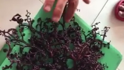 Tajemniczy stwór na plaży w Wietnamie. Porusza mackami w różnych kierunkach