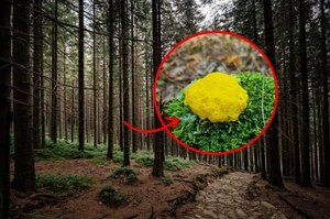 Tajemniczy widok w polskim lesie. Nie jest grzybem ani zwierzęciem, ale „spaceruje”