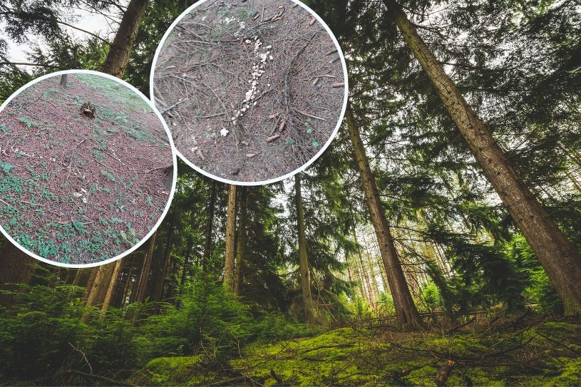 Tajemniczy widok w polskim lesie. W tle upiorny przesąd