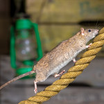 Tajemniczy wirus przenoszony przez szczury