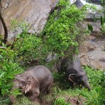 Tajlandia: Ciała kolejnych 5 słoni znalezione w wodospadzie