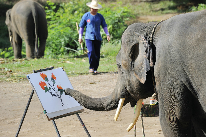 Tajskie słonie znają różne sztuczki /AFP