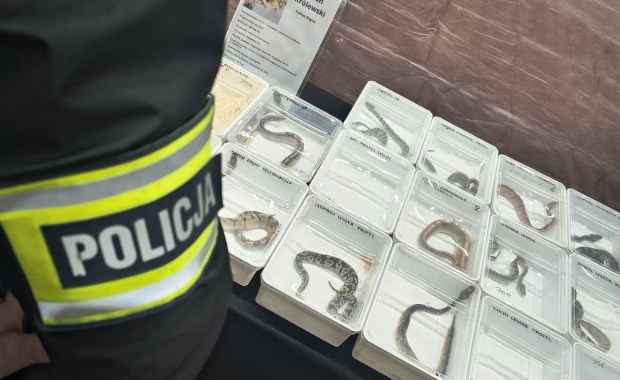 Tak chcieli oszukać klientów. W sprzedaży pytony, kameleony i żółwie błotne