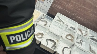 Tak chcieli oszukać klientów. W sprzedaży pytony, kameleony i żółwie błotne
