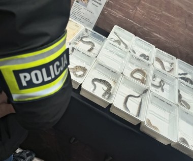 Tak chcieli oszukać klientów. W sprzedaży pytony, kameleony i żółwie błotne